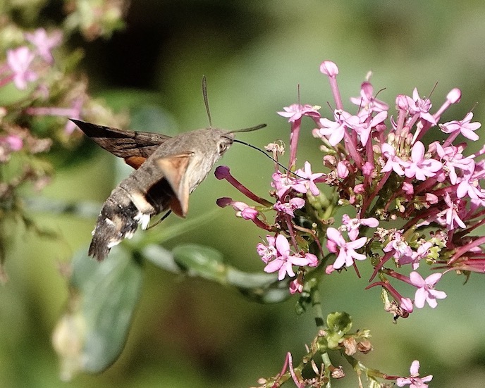 hummingbird hawkmoth
